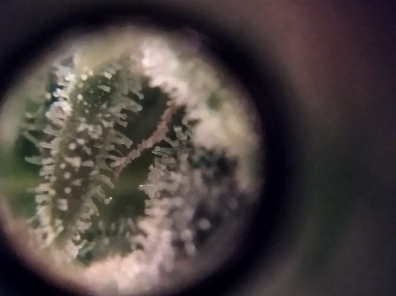 IMG-20221029-WA0001.jpg IMG-20221029-WA0001.jpg