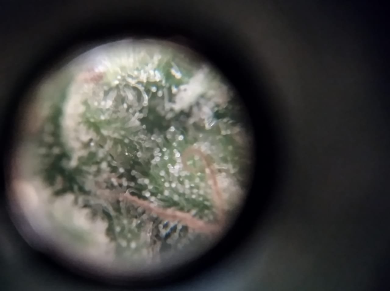 IMG-20221029-WA0000.jpg IMG-20221029-WA0000.jpg