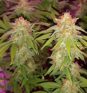 20221029_221255.jpg 20221029_221255.jpg