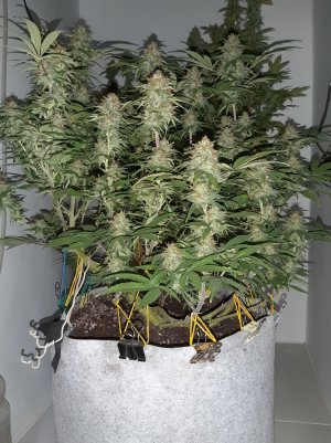 20221029_221334.jpg 20221029_221334.jpg