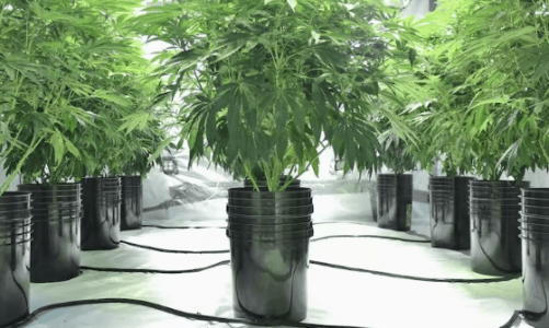 1667073877482.png 1667073877482.png