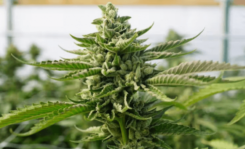 1667073949400.png 1667073949400.png