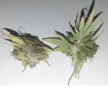 1667096208700.png 1667096208700.png