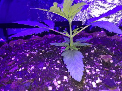 IMG_6887.JPG IMG_6887.JPG