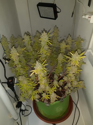 20221031_140540.jpg 20221031_140540.jpg