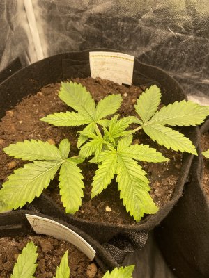 IMG_0466.JPG IMG_0466.JPG