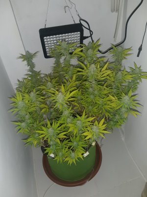 20221103_084954.jpg 20221103_084954.jpg