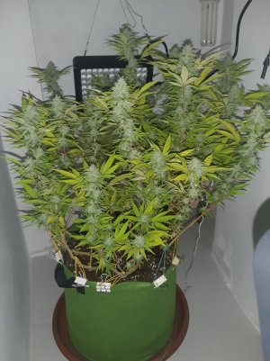 20221103_084926.jpg 20221103_084926.jpg