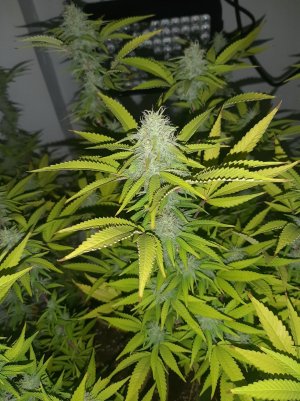 20221103_085013.jpg 20221103_085013.jpg