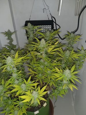 20221103_090007.jpg 20221103_090007.jpg