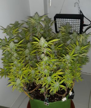 20221103_110948.jpg 20221103_110948.jpg