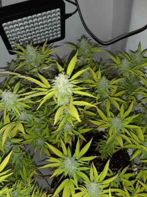 20221103_110906.jpg 20221103_110906.jpg