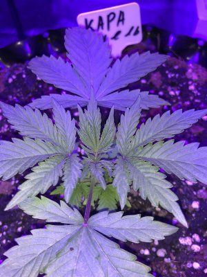 IMG_6928.JPG IMG_6928.JPG