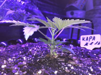 IMG_6929.JPG IMG_6929.JPG