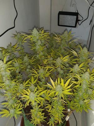 20221103_112149.jpg 20221103_112149.jpg