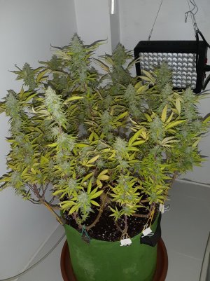 20221104_132425.jpg 20221104_132425.jpg