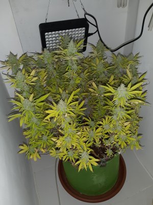 20221104_133143.jpg 20221104_133143.jpg