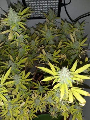 20221104_141506.jpg 20221104_141506.jpg