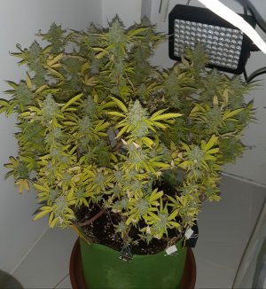 20221104_142011.jpg 20221104_142011.jpg