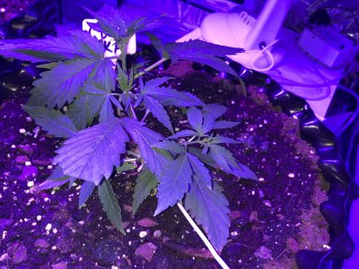 IMG_6945.JPG IMG_6945.JPG