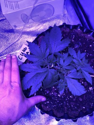 IMG_6947.JPG IMG_6947.JPG