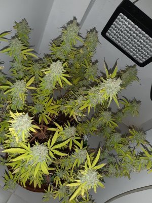 20221105_122024.jpg 20221105_122024.jpg