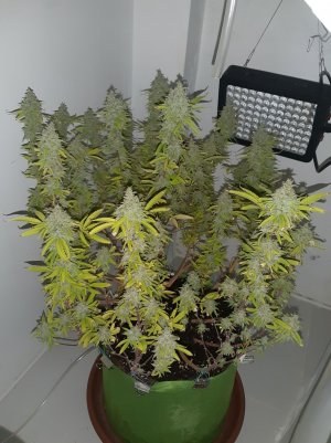 20221105_124314.jpg 20221105_124314.jpg