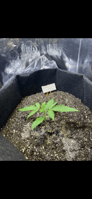 D0FCCD6F-A8CF-48B3-A88F-3080C2CDE8FC.png D0FCCD6F-A8CF-48B3-A88F-3080C2CDE8FC.png