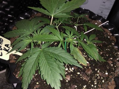 B1E46656-808B-485C-959B-02F073E2A310.jpeg B1E46656-808B-485C-959B-02F073E2A310.jpeg