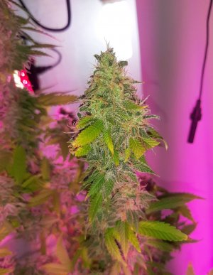 20221109_211354.jpg 20221109_211354.jpg