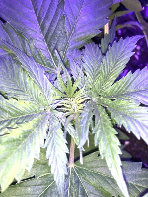 12227D6B-97C2-4445-9E93-D4D0841C3DE6.jpeg 12227D6B-97C2-4445-9E93-D4D0841C3DE6.jpeg