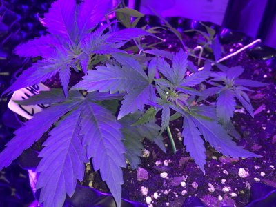 1A63FDED-3490-43E5-A8BE-41B15645DB11.jpeg 1A63FDED-3490-43E5-A8BE-41B15645DB11.jpeg