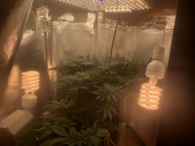 D1303048-E0EB-446B-9B22-34F99FD573E1.jpeg D1303048-E0EB-446B-9B22-34F99FD573E1.jpeg