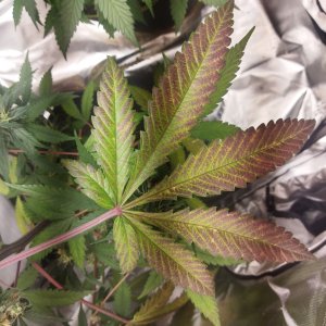 IMG_20210925_041147.jpg IMG_20210925_041147.jpg