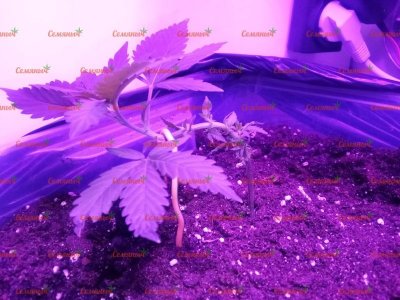 1841-wm-56183.09999996424_watermarked.jpg 1841-wm-56183.09999996424_watermarked.jpg