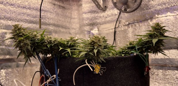 6983348C-B8DB-4A18-88A8-99D2347BA4B1.jpeg 6983348C-B8DB-4A18-88A8-99D2347BA4B1.jpeg