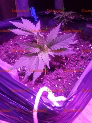 1935-wm-83084.29999995232_watermarked.jpg 1935-wm-83084.29999995232_watermarked.jpg