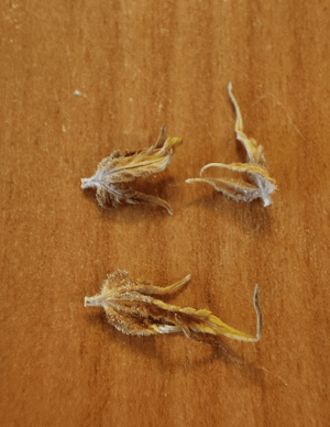 Screenshot_2022-11-15-12-33-29-257_com.miui.gallery.png Screenshot_2022-11-15-12-33-29-257_com.miui.gallery.png