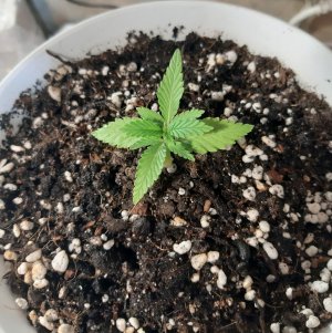 20221116_181305.jpg 20221116_181305.jpg