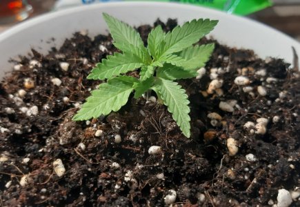 20221116_181516.jpg 20221116_181516.jpg