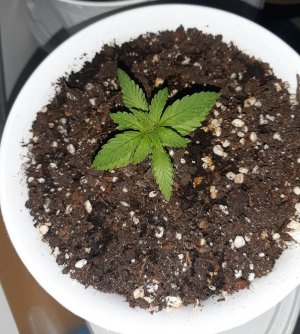 20221116_181559.jpg 20221116_181559.jpg