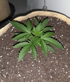 20221117_210316.jpg 20221117_210316.jpg