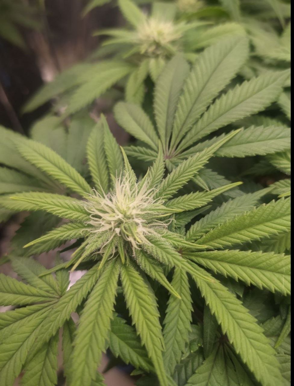 582 — копия.jpg 582 — копия.jpg