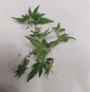 752 — копия.jpg 752 — копия.jpg