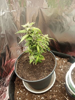 IMG_20221118_091354.jpg IMG_20221118_091354.jpg