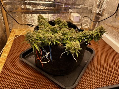 DA872111-A2E3-4B13-AF4A-F112D21DC852.jpeg DA872111-A2E3-4B13-AF4A-F112D21DC852.jpeg