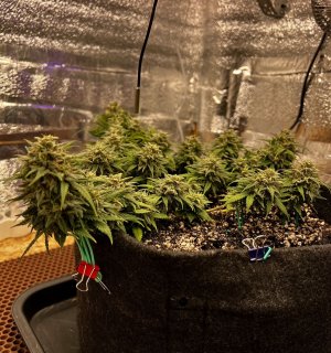 C978A892-391A-40ED-AC09-B93405C4A605.jpeg C978A892-391A-40ED-AC09-B93405C4A605.jpeg