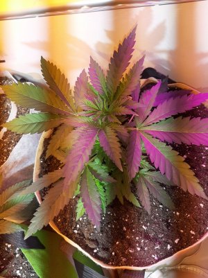 20221119_121432.jpg 20221119_121432.jpg