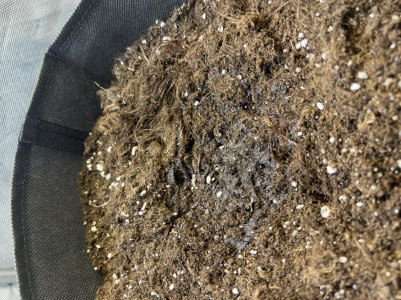 9A5DCB22-357B-48B5-BD2D-02C14DF52D76.jpeg 9A5DCB22-357B-48B5-BD2D-02C14DF52D76.jpeg