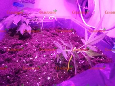 2129-wm-19549.10000000894_watermarked.jpg 2129-wm-19549.10000000894_watermarked.jpg